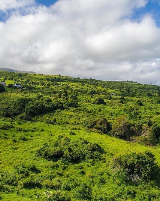 Rolling green Upcountry pasture and ranchland stretching toward the ocean below Keokea